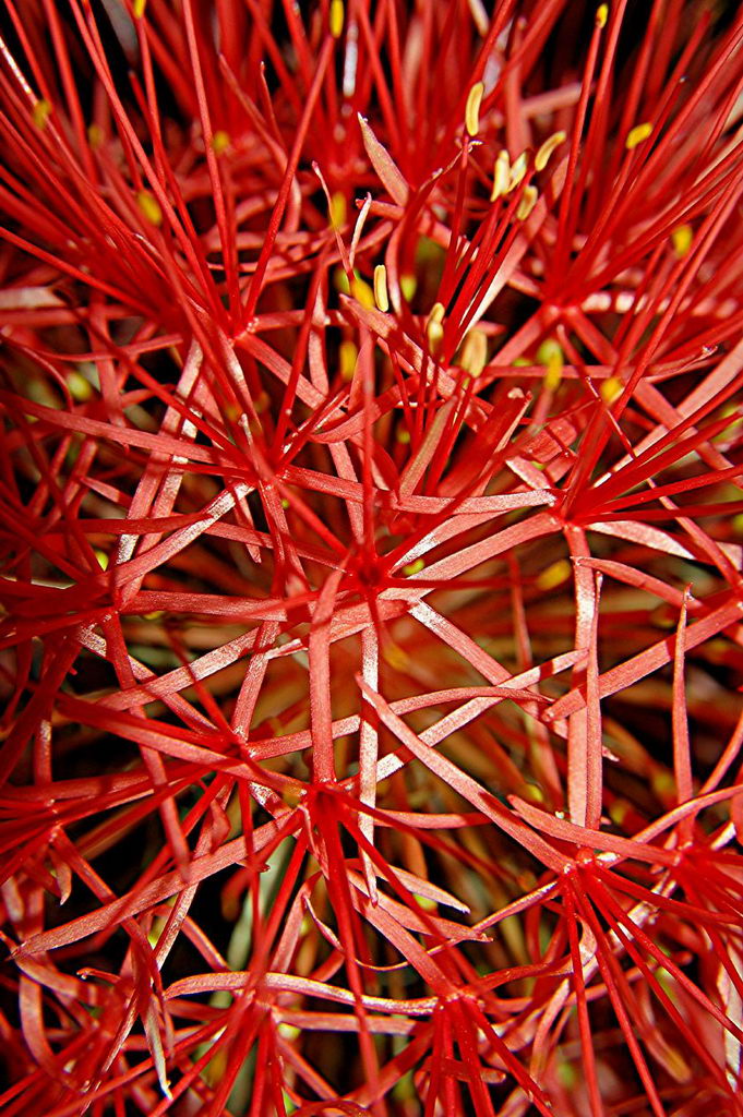 Haemanthus Katherinae
